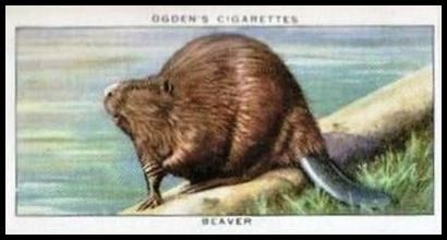 6 Beaver